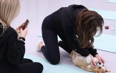 Mikołajkowa Puppy Yoga - Corgi i Jack Russell Terrier (7 grudnia 2025) 1