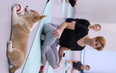 Mikołajkowa Puppy Yoga - Corgi i Jack Russell Terrier (7 grudnia 2025) 11