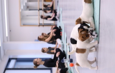 Mikołajkowa Puppy Yoga - Corgi i Jack Russell Terrier (7 grudnia 2025) 12