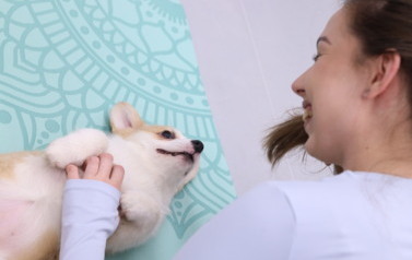 Mikołajkowa Puppy Yoga - Corgi i Jack Russell Terrier (7 grudnia 2025) 16