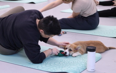 Mikołajkowa Puppy Yoga - Corgi i Jack Russell Terrier (7 grudnia 2025) 20