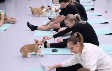 Mikołajkowa Puppy Yoga - Corgi i Jack Russell Terrier (7 grudnia 2025) 21