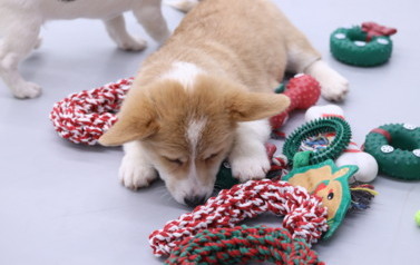 Mikołajkowa Puppy Yoga - Corgi i Jack Russell Terrier (7 grudnia 2025) 25