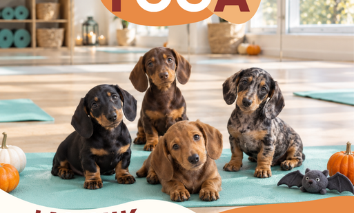 Zdjęcie do JAMNIK ALBO PSIKUS - halloweenowa edycja Puppy Yogi